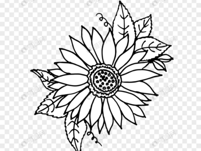 gambar sketsa bunga matahari png