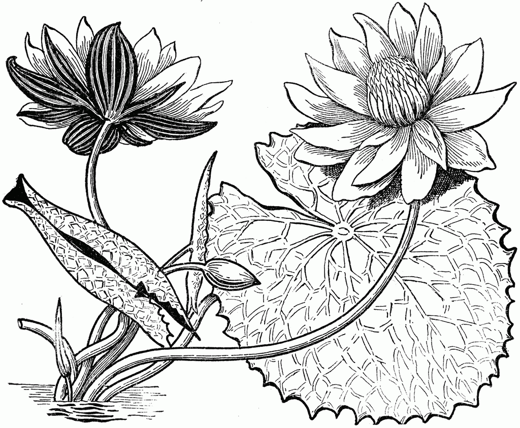 gambar sketsa corak bunga