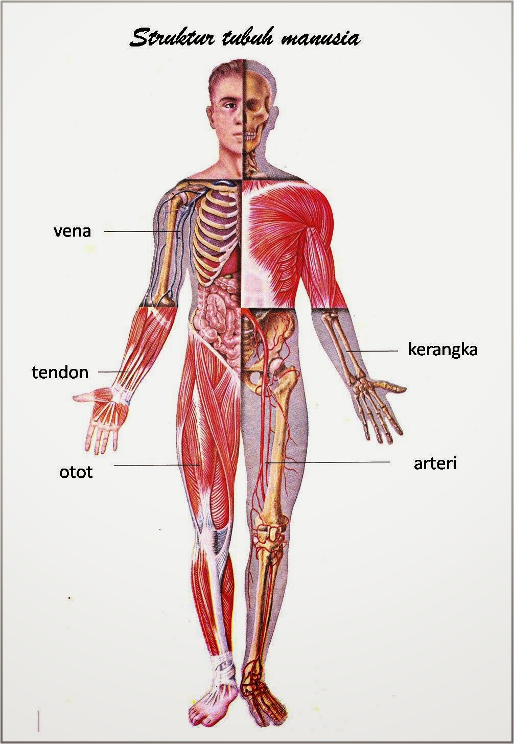 gambar struktur tubuh manusia