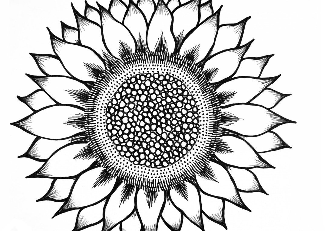 mewarnai gambar sketsa bunga matahari