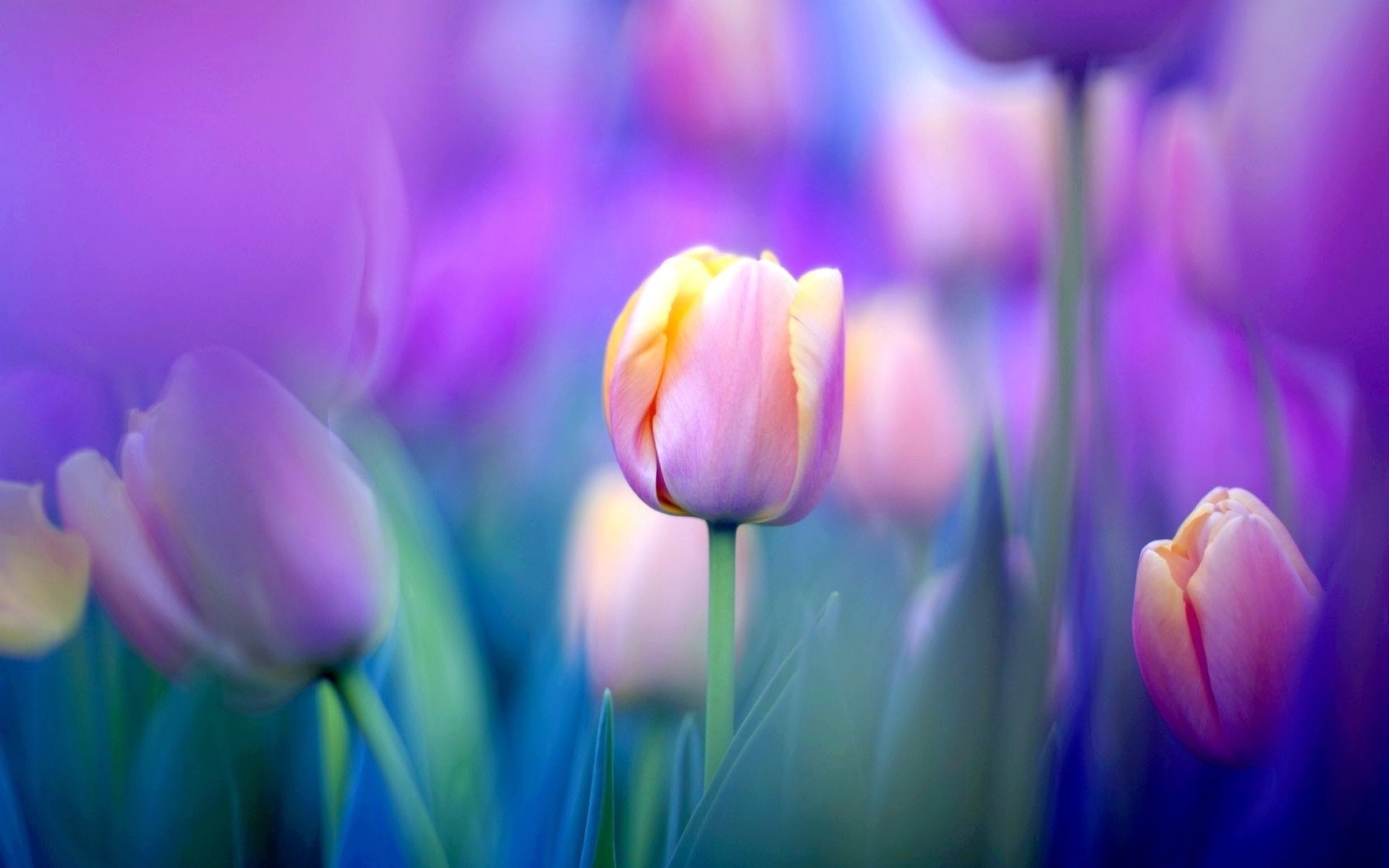 gambar bunga tulip cantik
