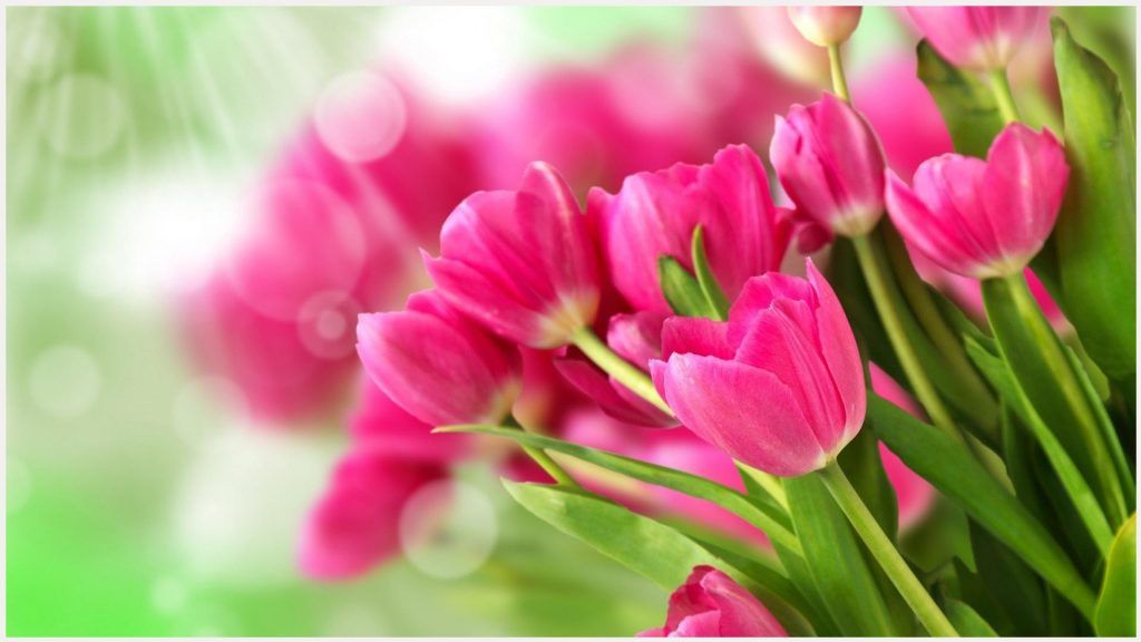 gambar bunga tulip pink