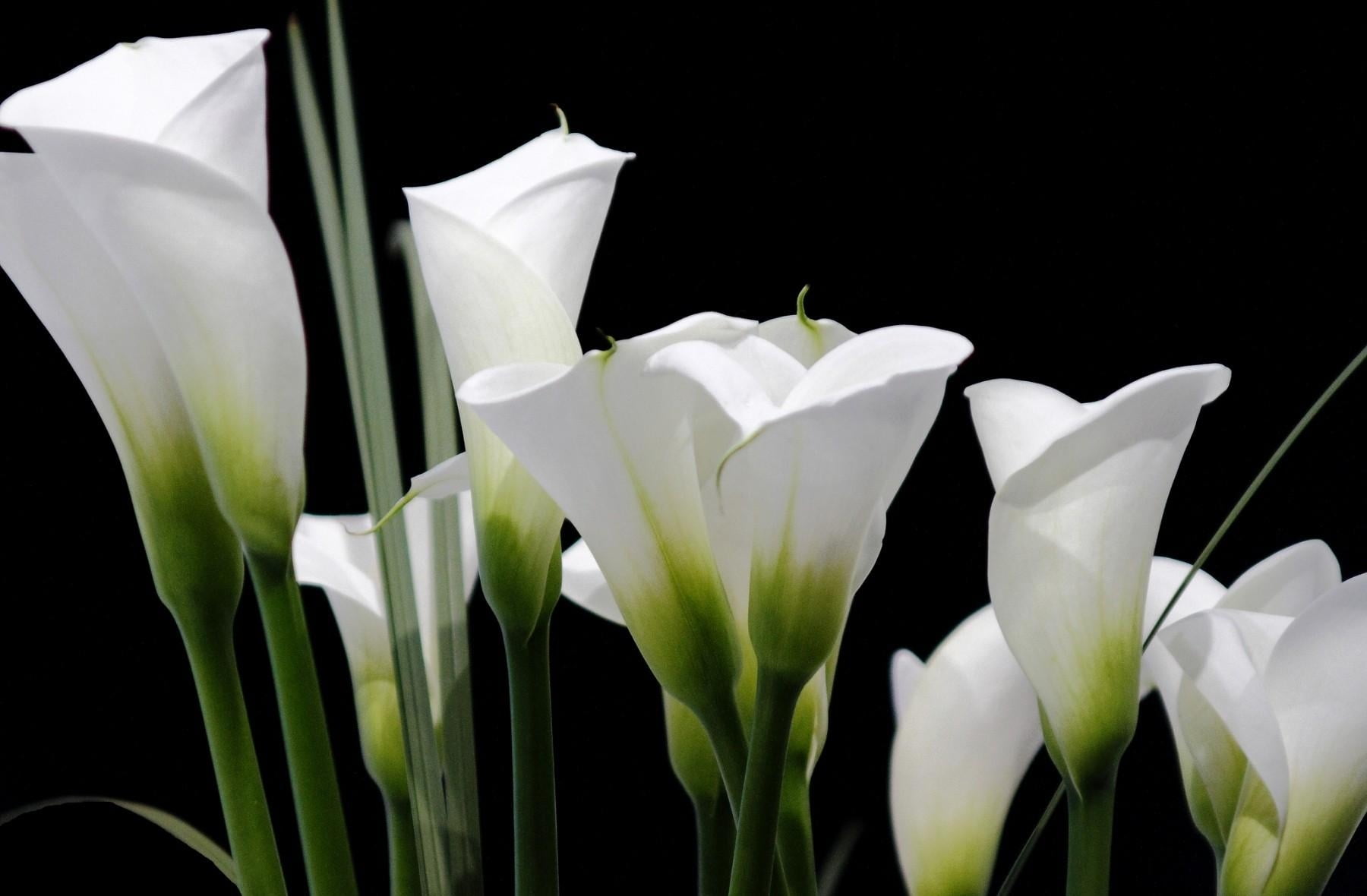 gambar bunga tulip putih hd