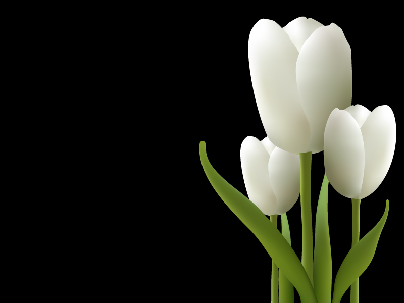 gambar bunga tulip putih