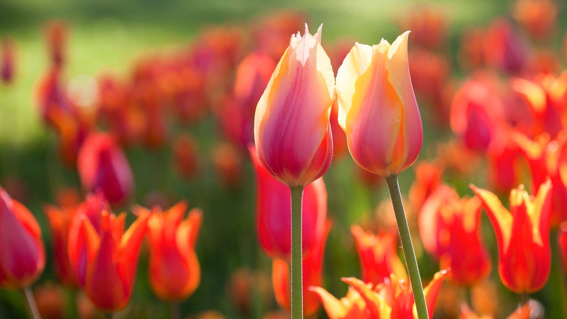 gambar bunga tulip wallpaper hd