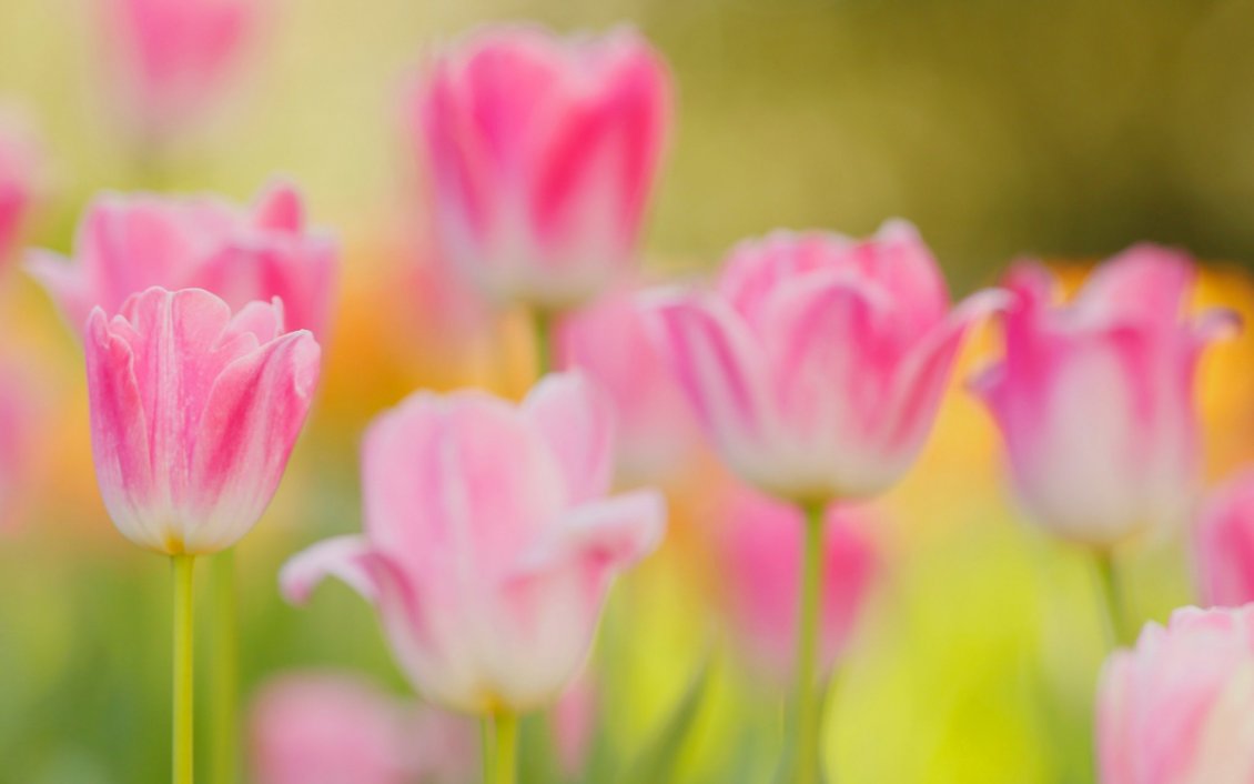 gambar bunga tulip warna pink