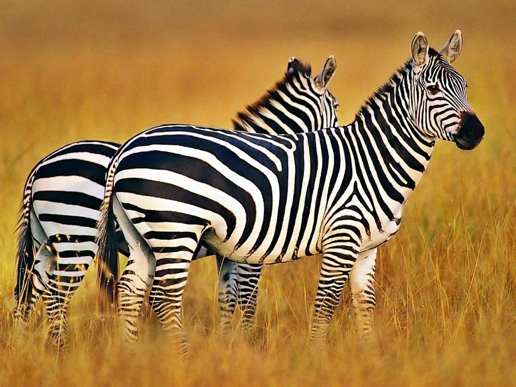 gambar hewan zebra