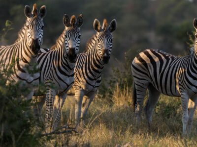 gambar kawanan binatang zebra
