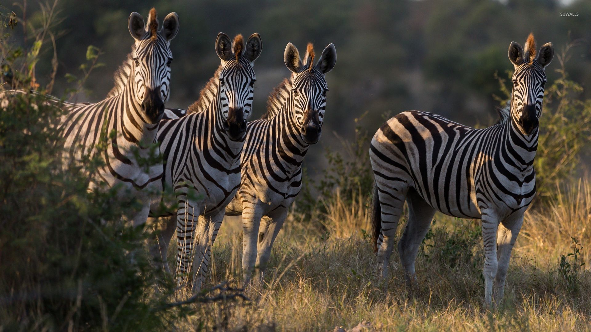 gambar kawanan binatang zebra