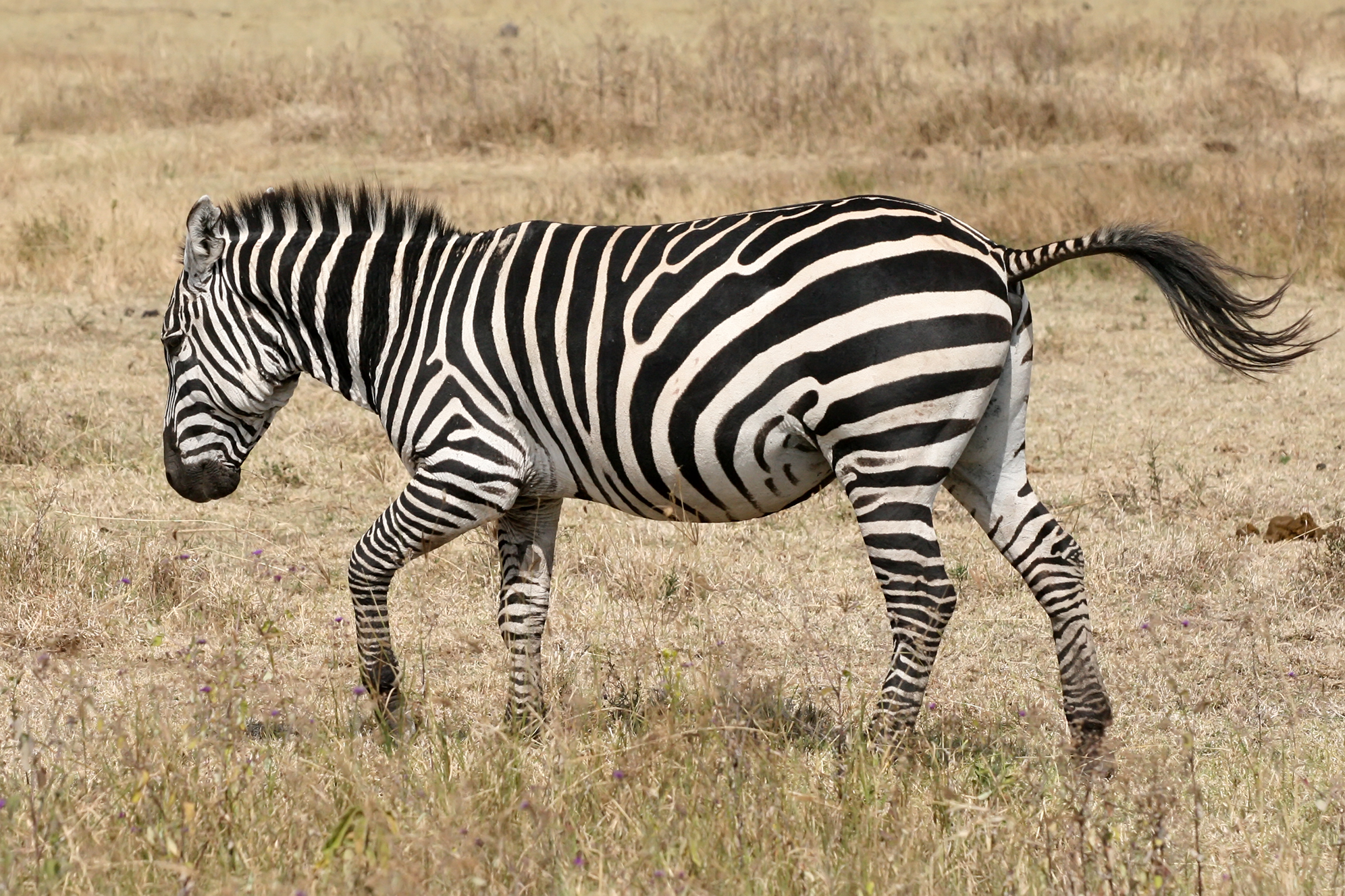 gambar kuda zebra hd