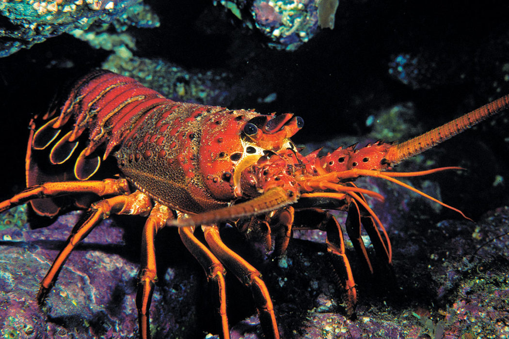 gambar lobster hd