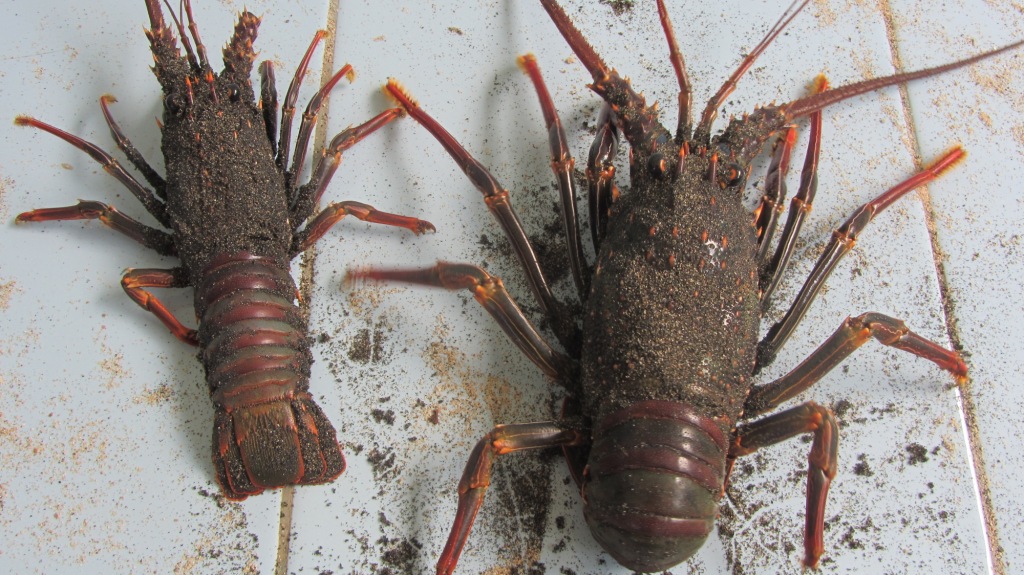 gambar lobster pantai selatan jawa