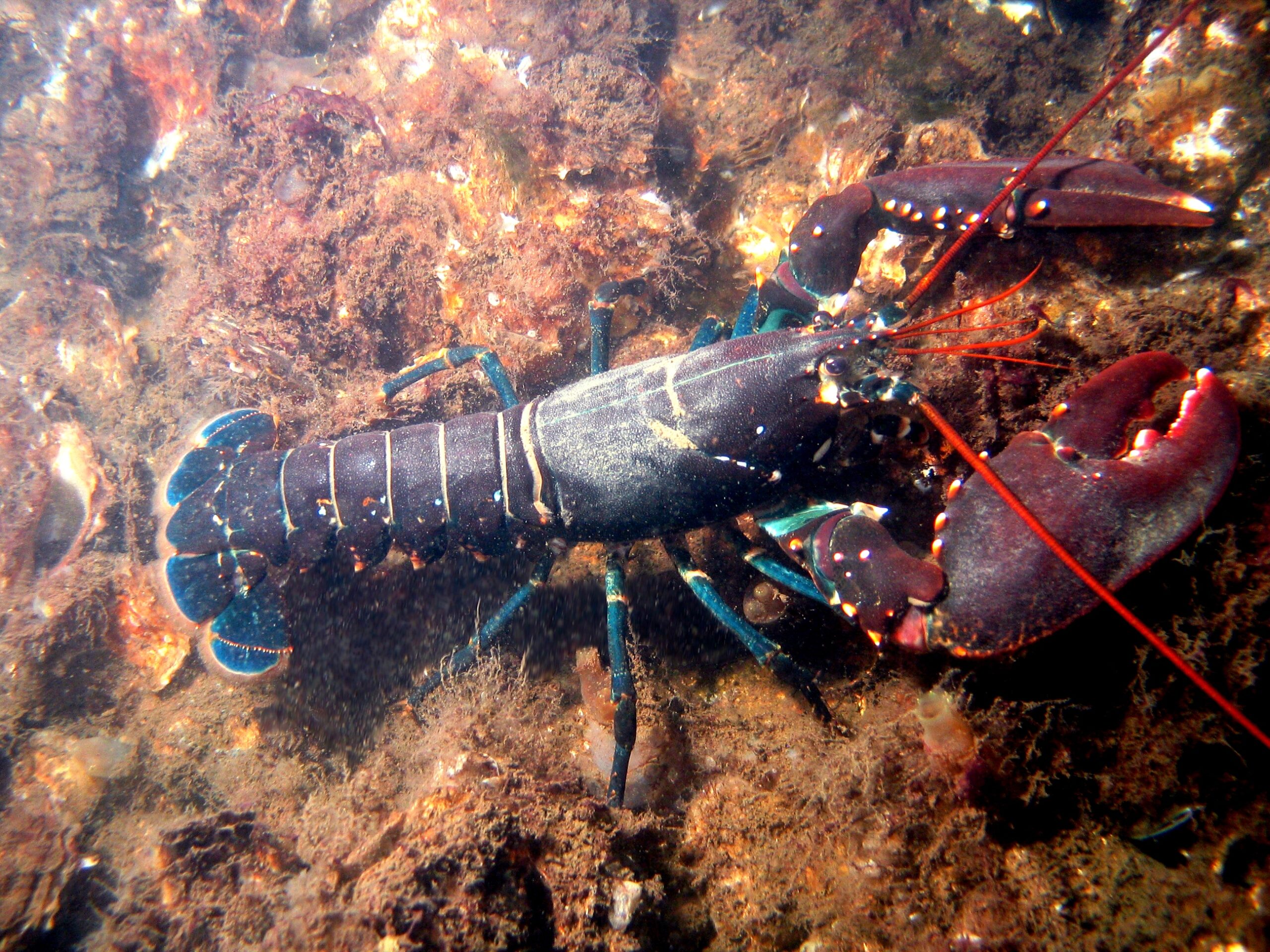gambar lobster