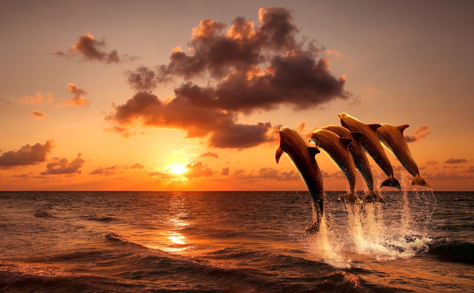 gambar lumba lumba dan sunset