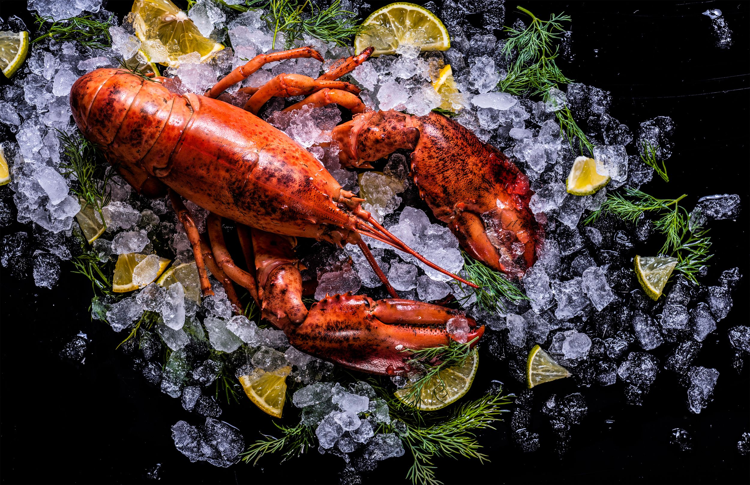 gambar wallpaper lobster