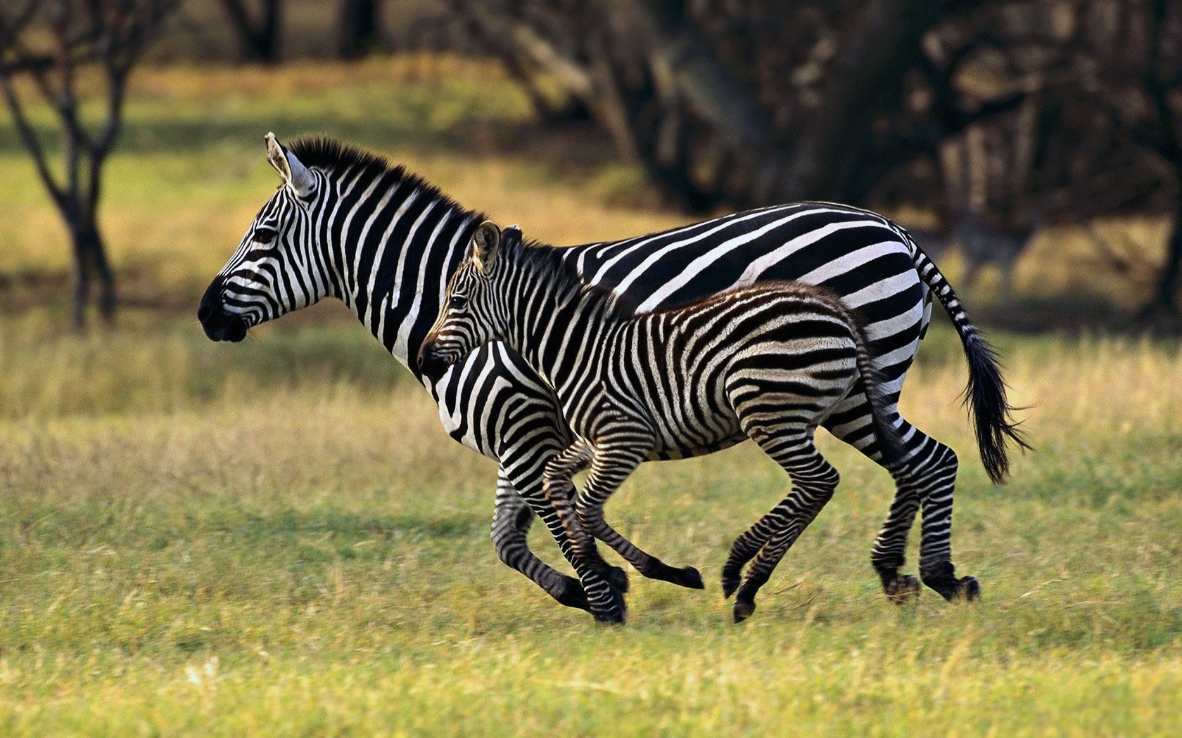 gambar zebra berlari