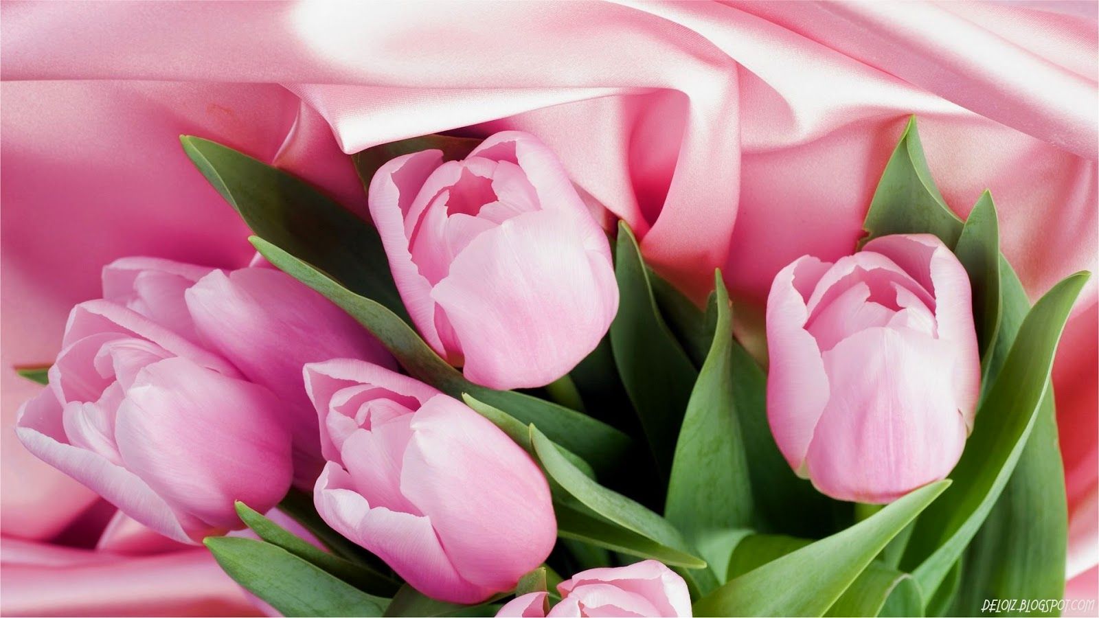 keindahan bunga tulip hd