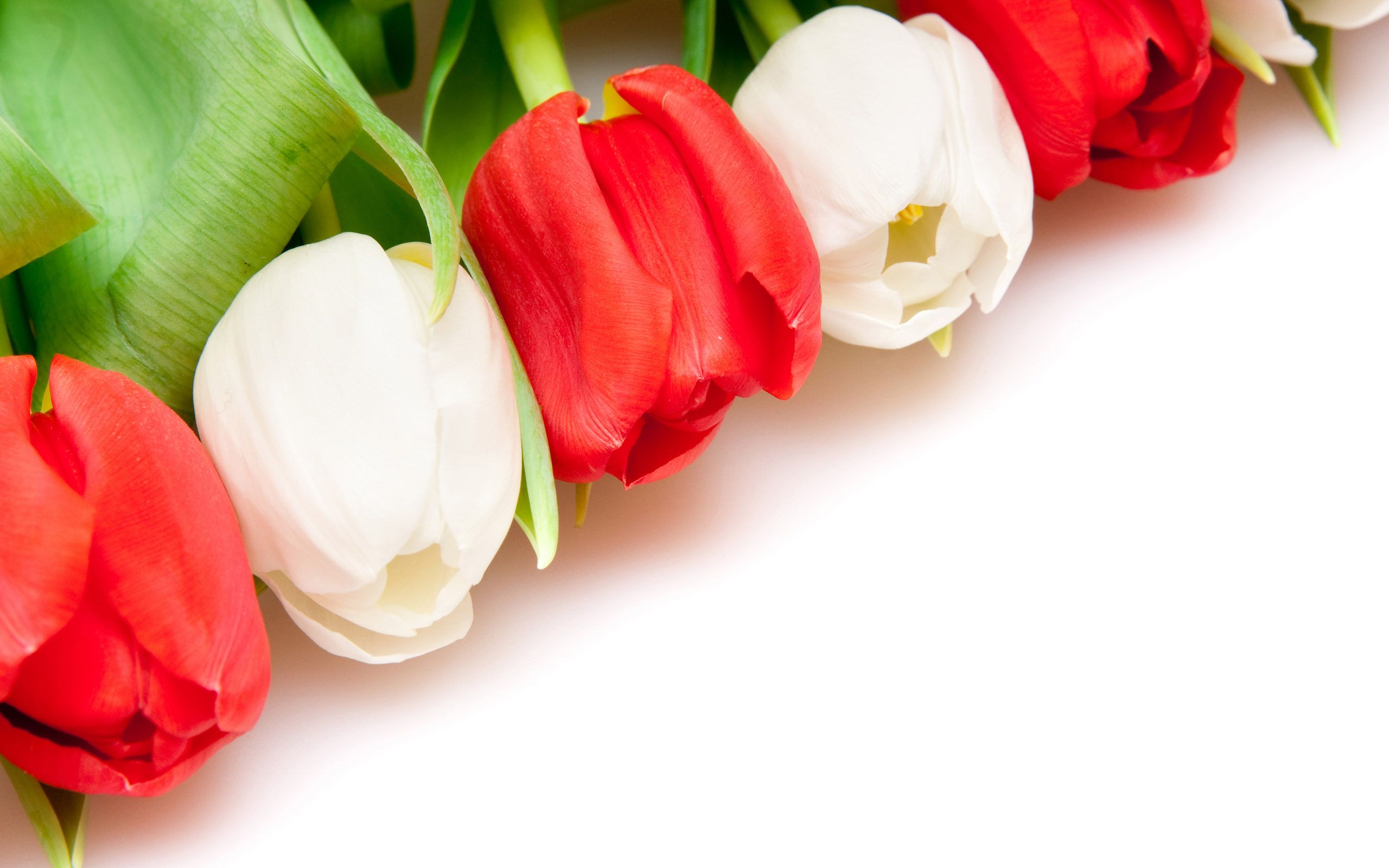 warna warni bunga tulip