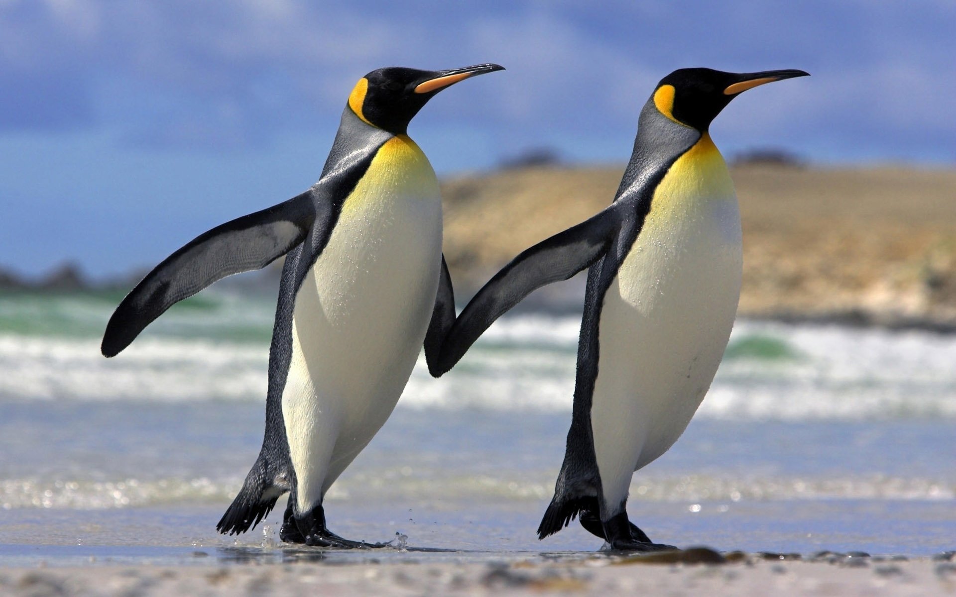 gamabr sepasang penguin