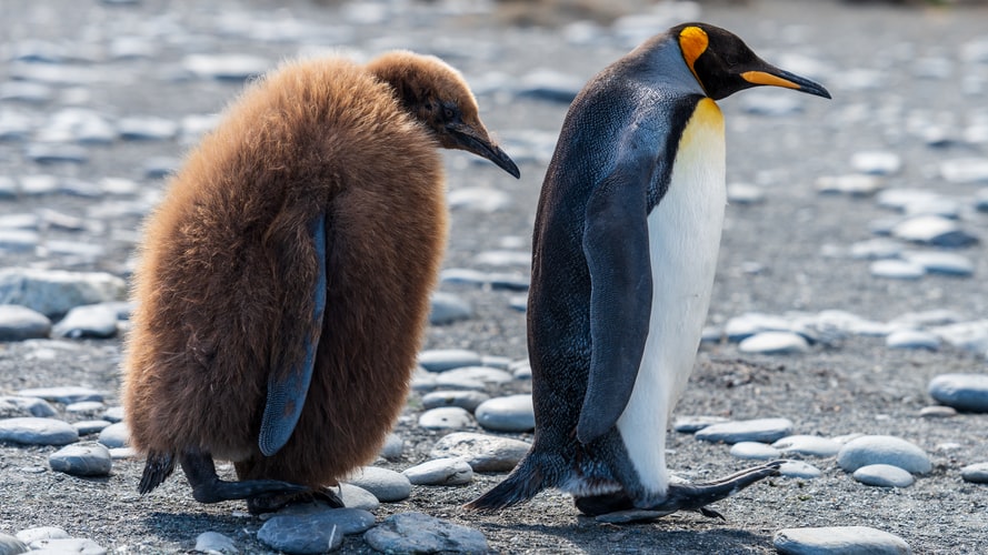 gambar 2 ekor penguin