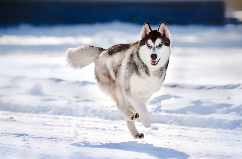 gambar anjing husky siberian hd
