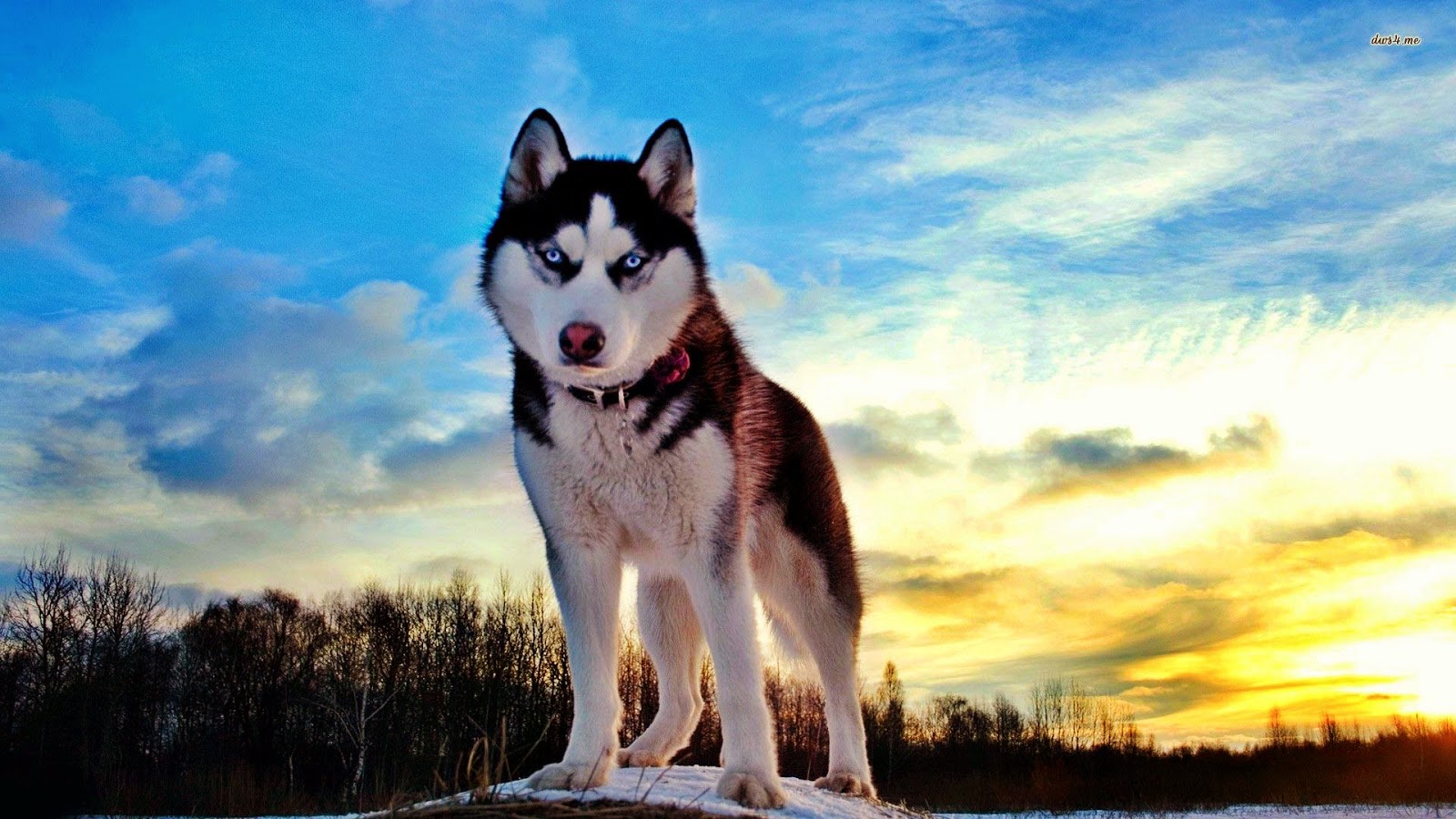 gambar anjing husky wallpaper