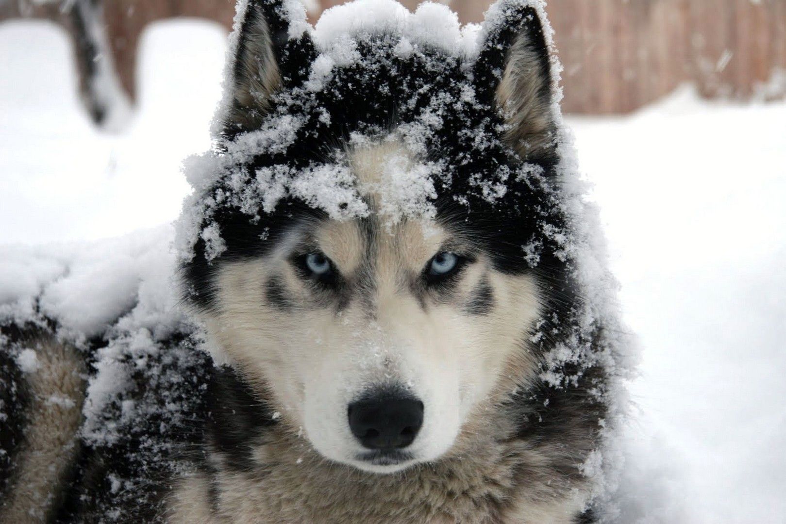 gambar anjing jenis siberian husky