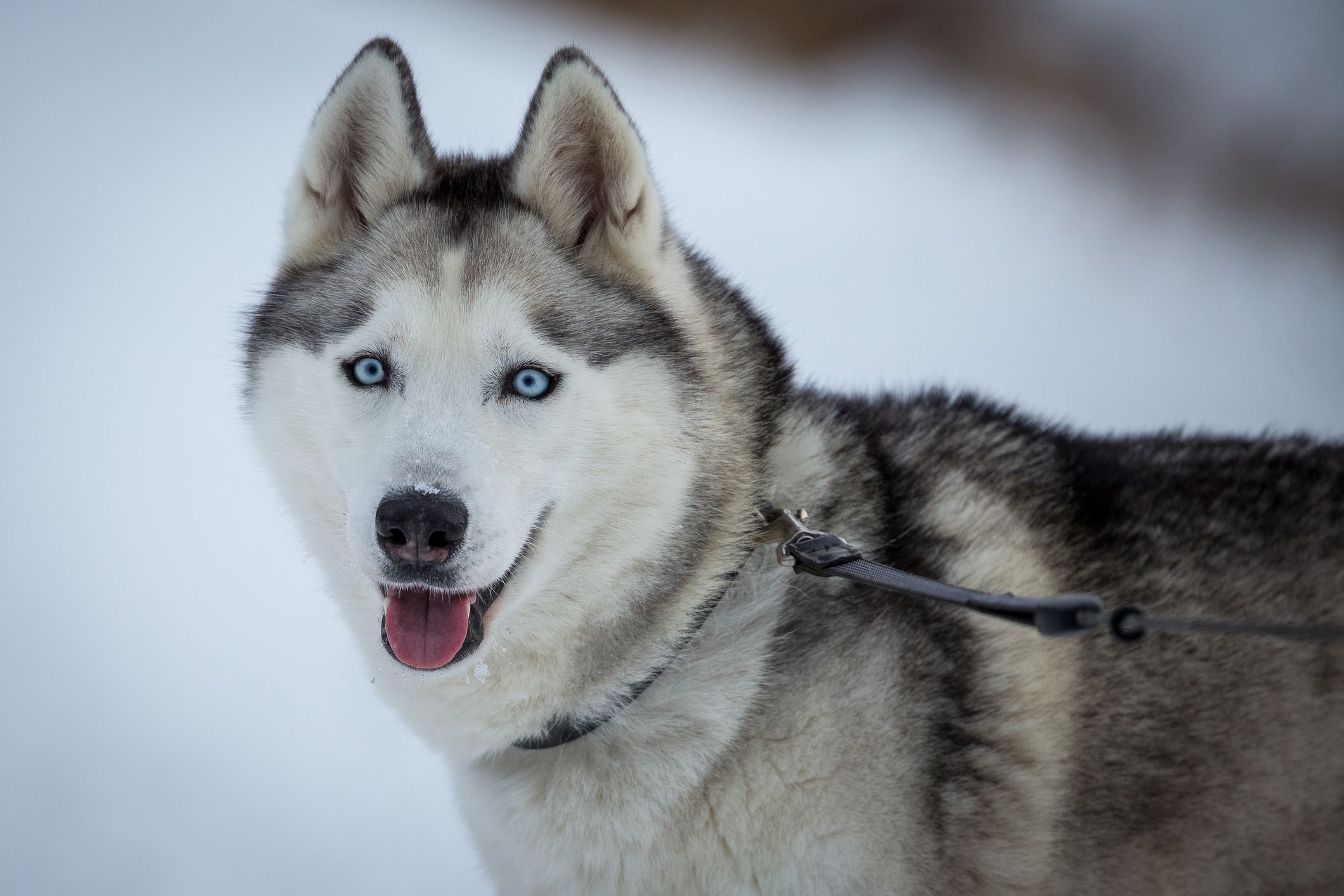 gambar anjing ras siberian husky