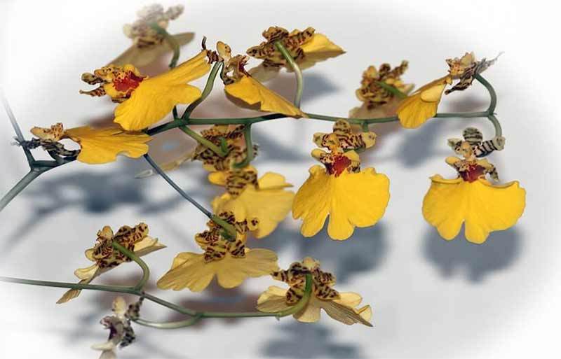 gambar bunga anggrek Oncidium