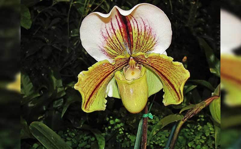gambar bunga anggrek Papua Paphiopedilum