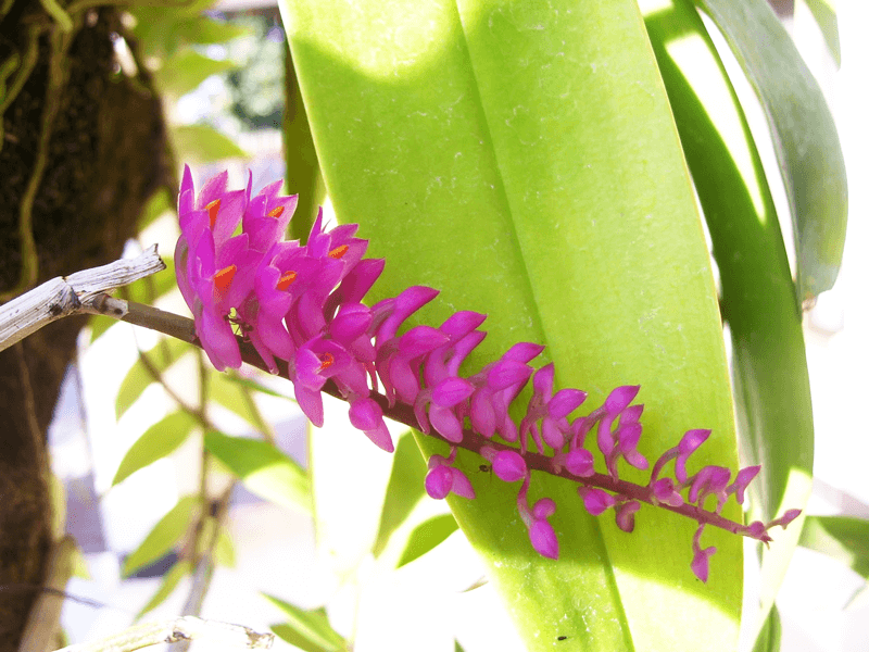 gambar bunga anggrek jenis anggrek sikat gigi