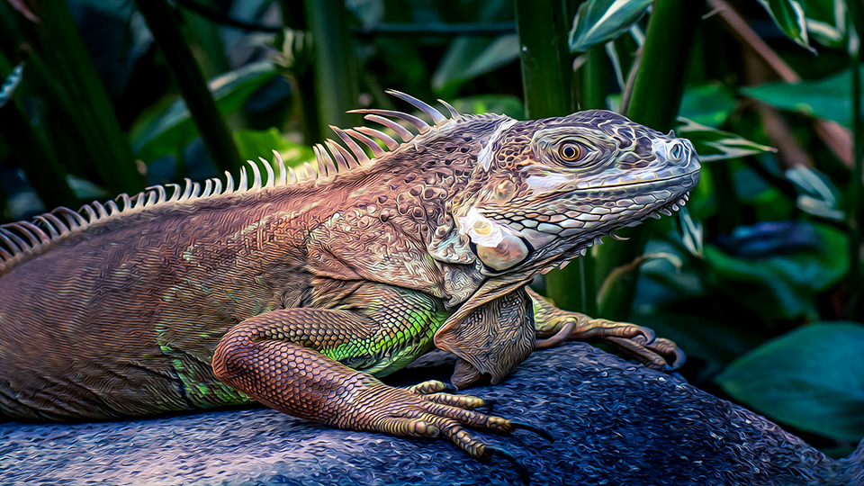 gambar hewan reptil iguana hd