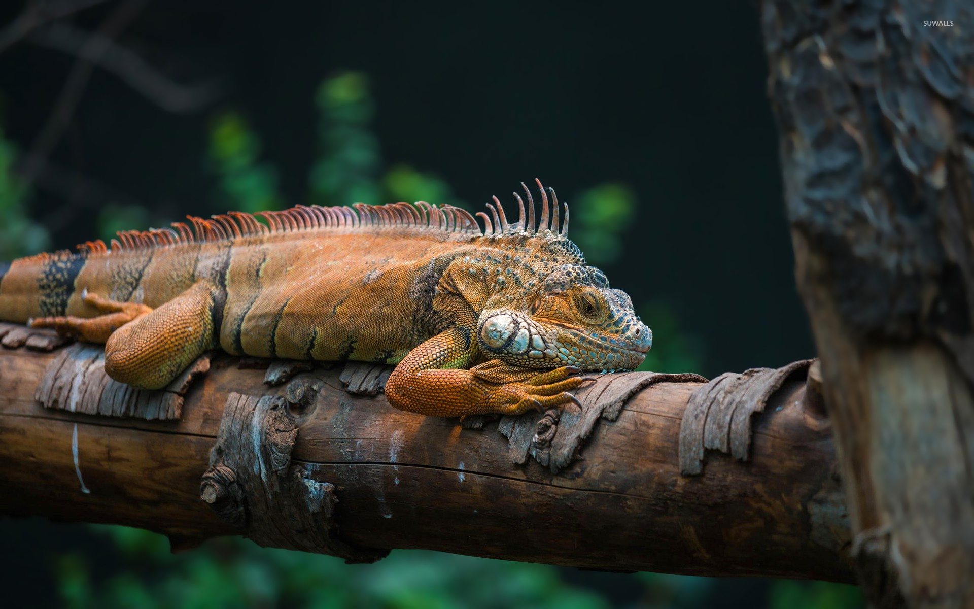 gambar hewan reptil iguana