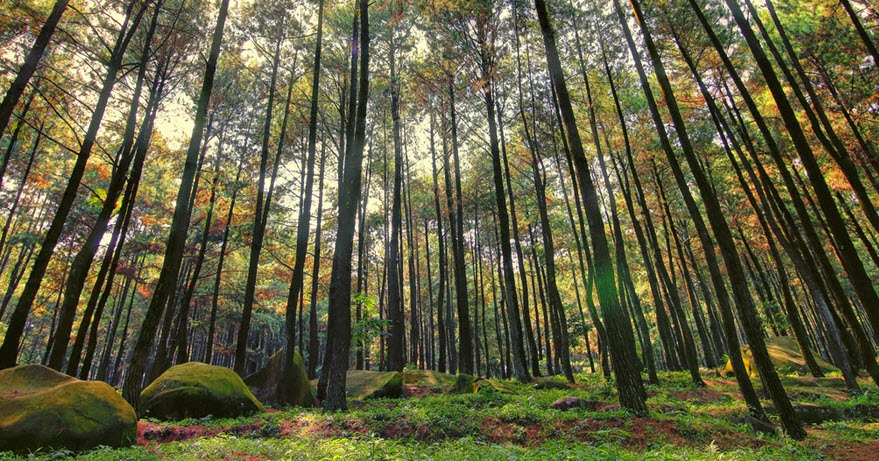 gambar hutan pinus wallpaper hd