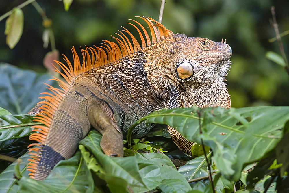 gambar iguana di daun