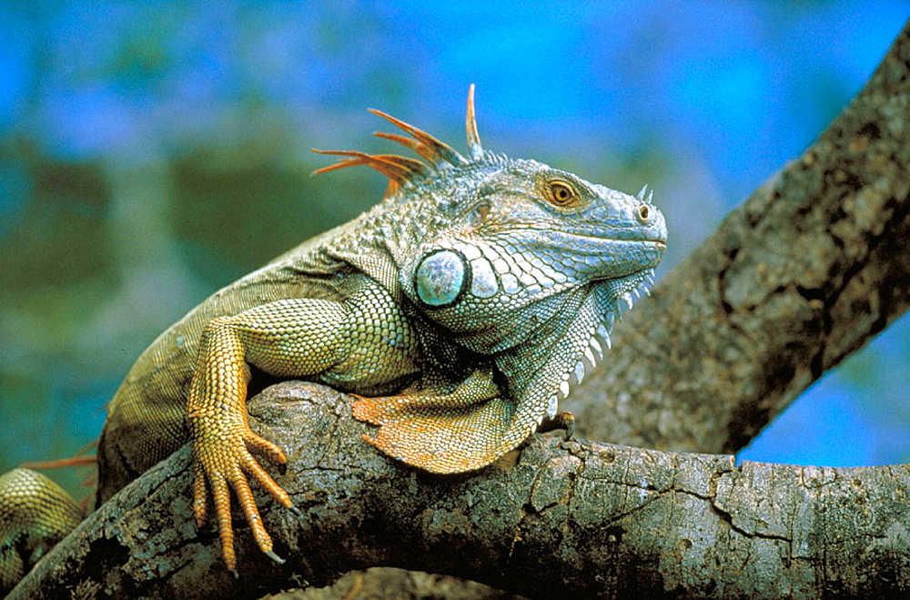 gambar iguana di pohon