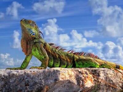 gambar iguana hd wallpaper