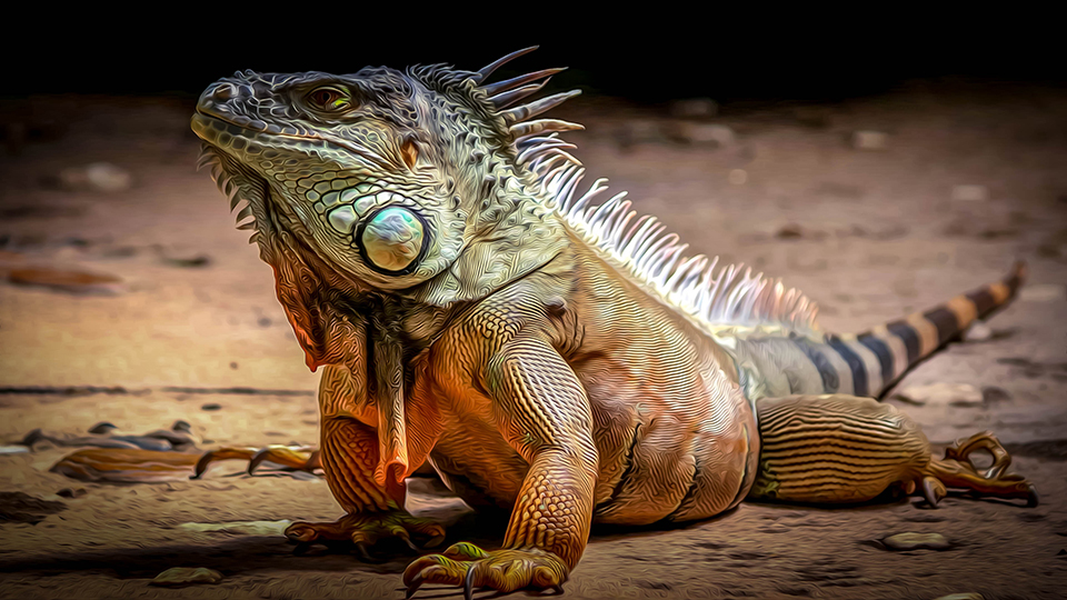 gambar iguana hewan reptil hd