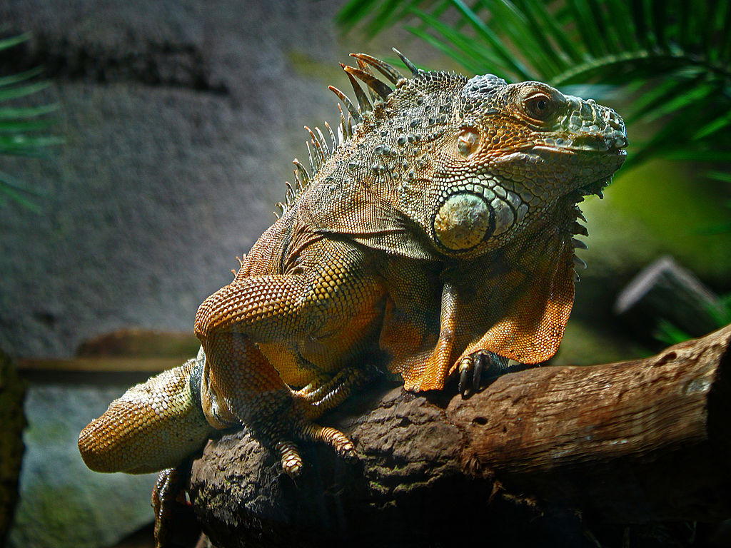 gambar iguana hewan
