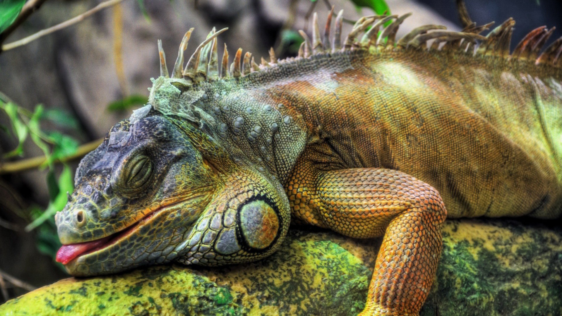 gambar iguana reptil hd