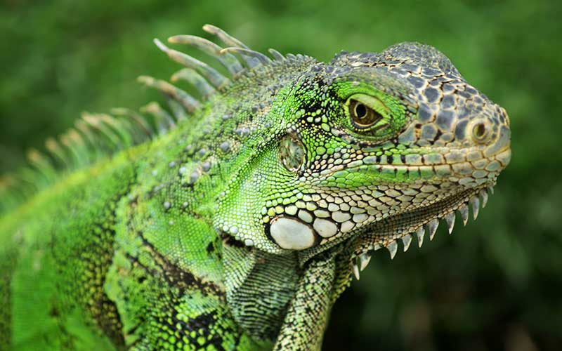 gambar iguana warna hijau hd