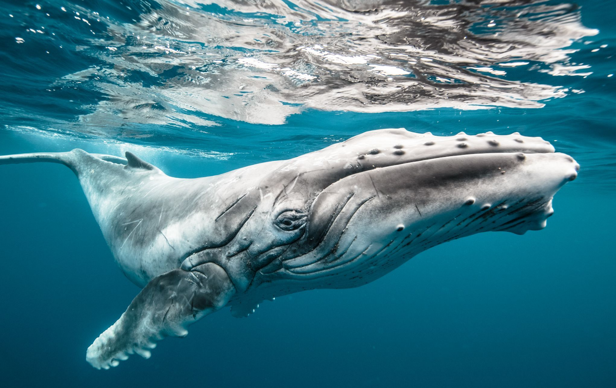 gambar ikan kepala paus png
