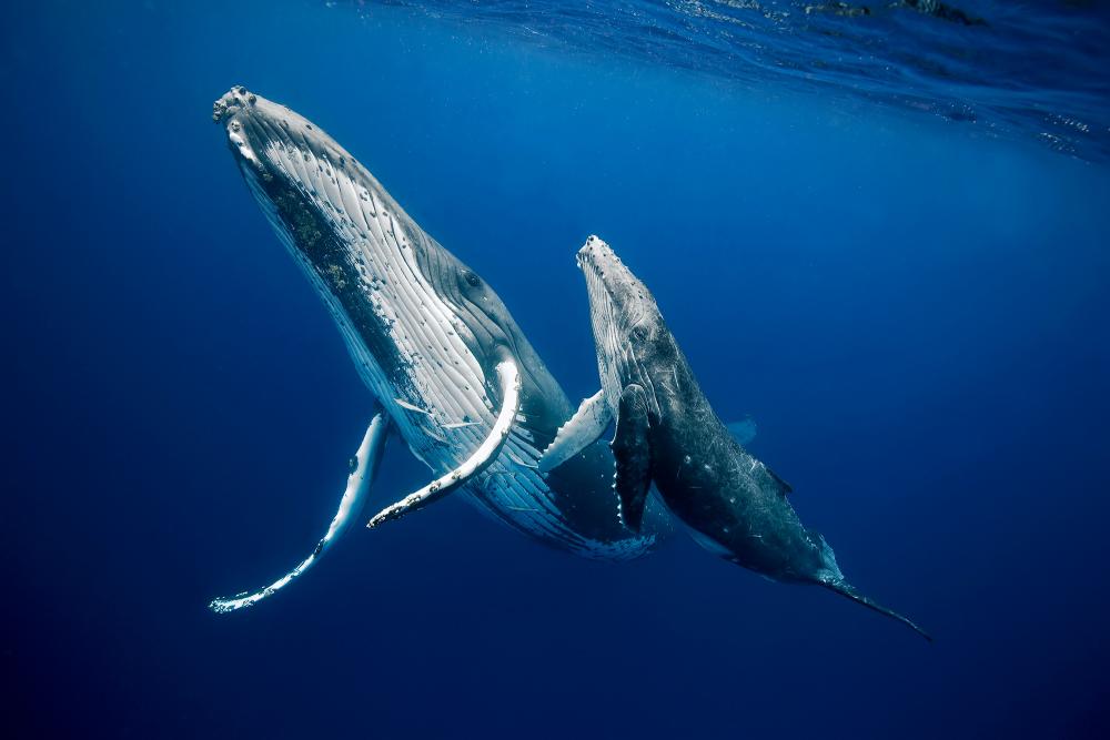 gambar ikan paus dan anaknya