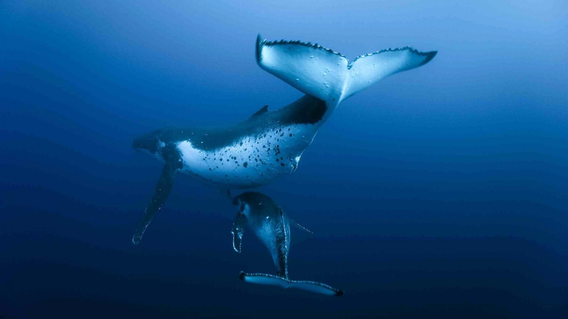 gambar ikan paus di dalam laut hd