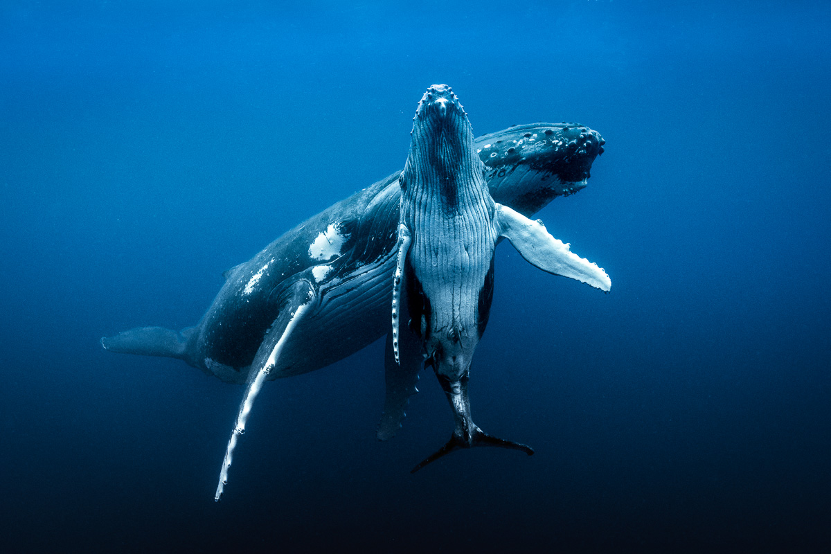 gambar ikan paus keren