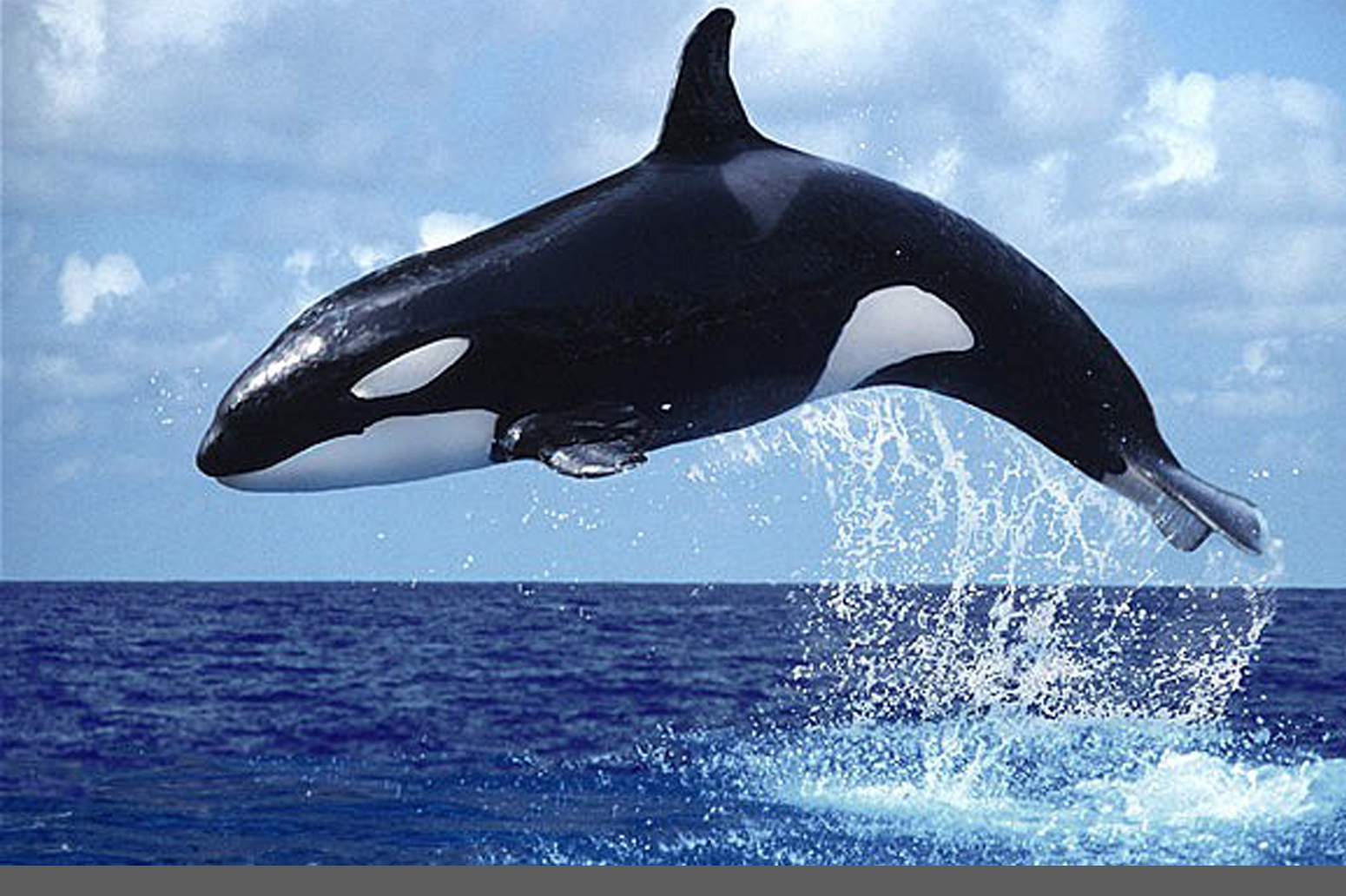 gambar ikan paus loncat dari air