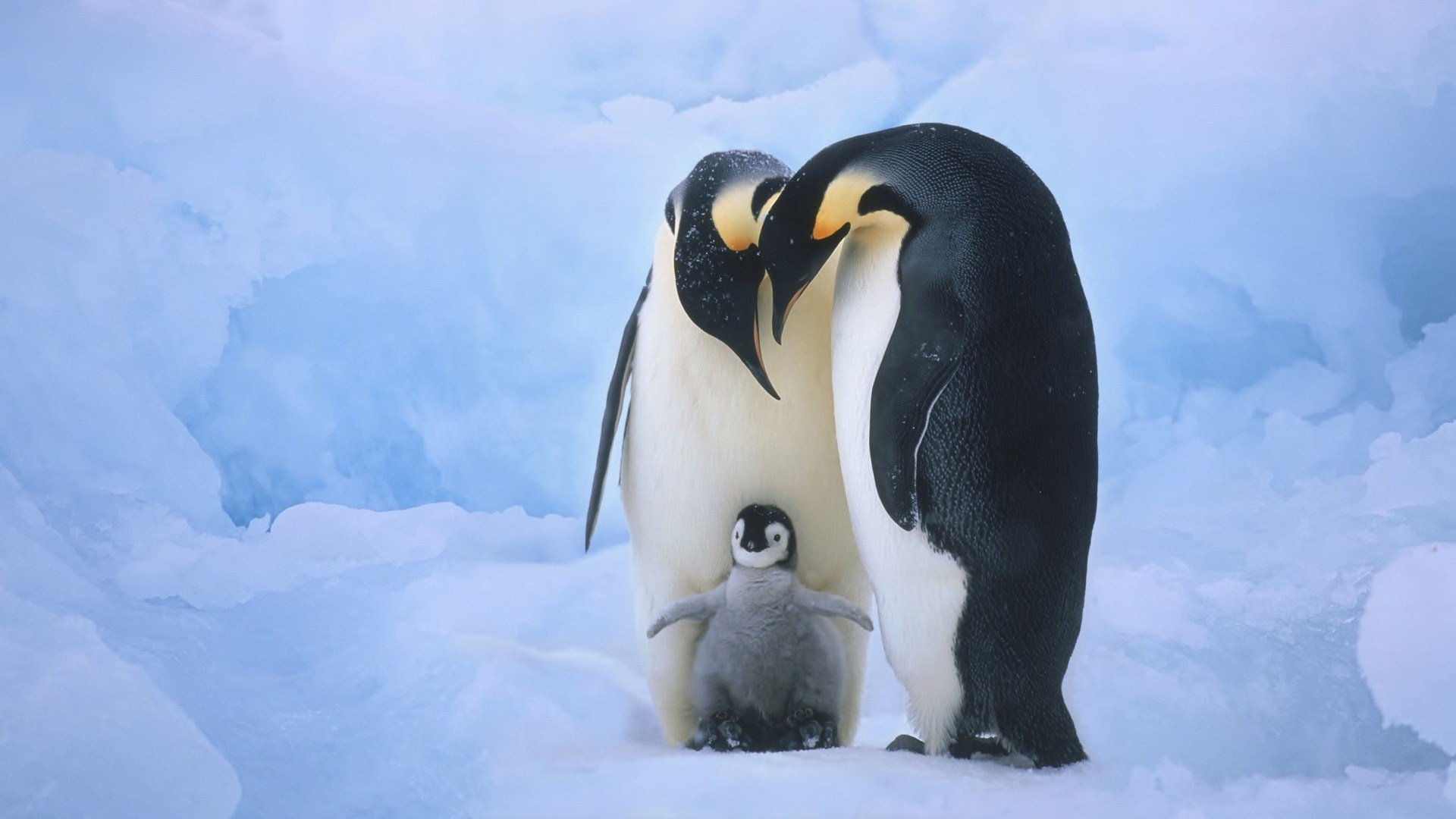 gambar keluarga penguin