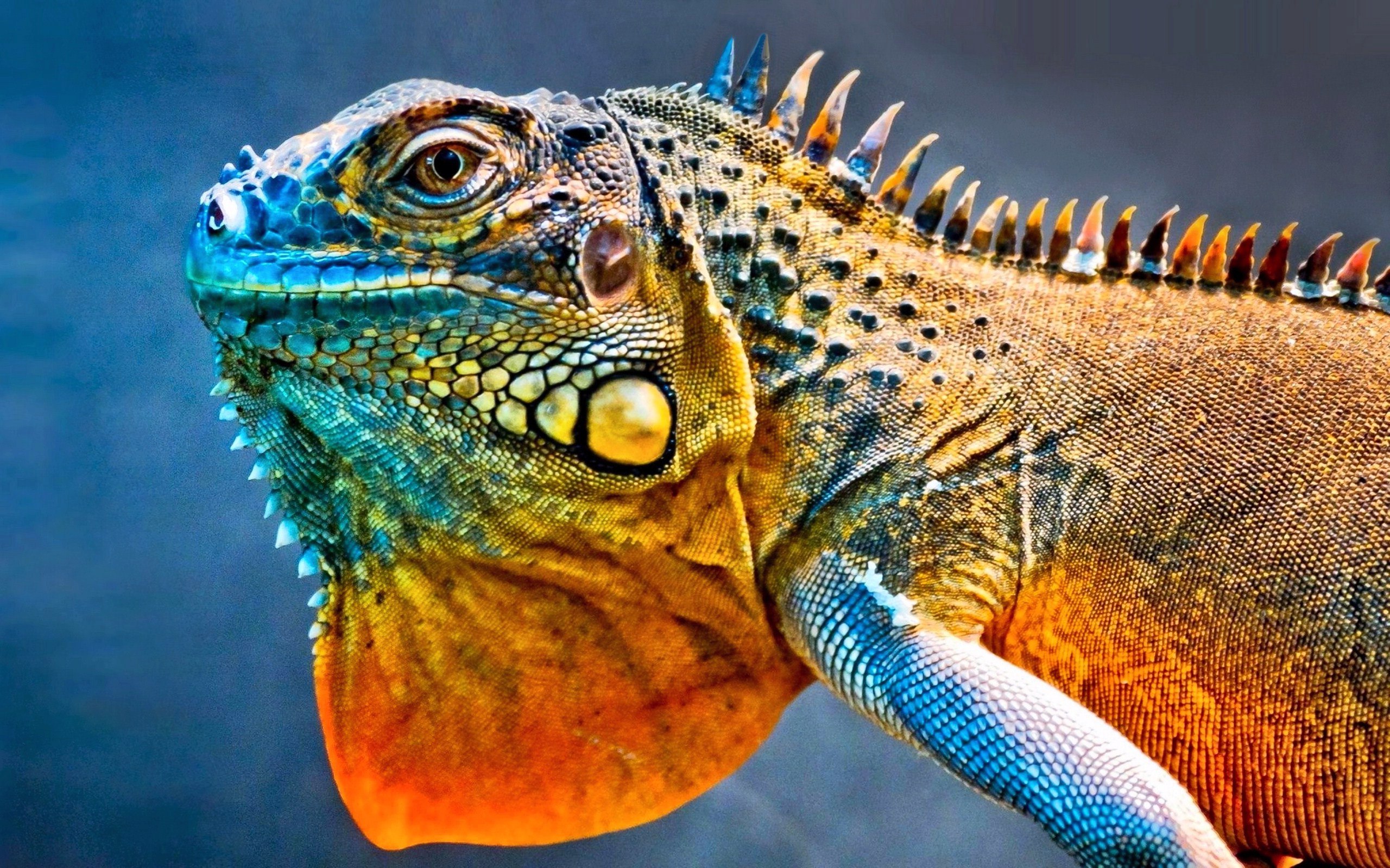 gambar kepala iguana hd
