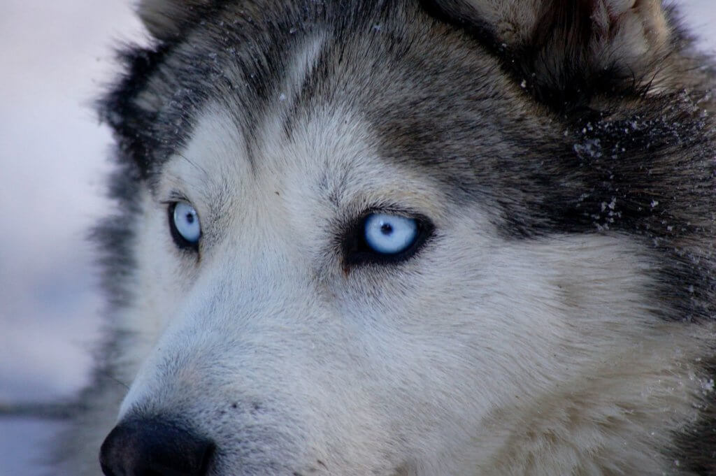 gambar mata anjing husky siberian