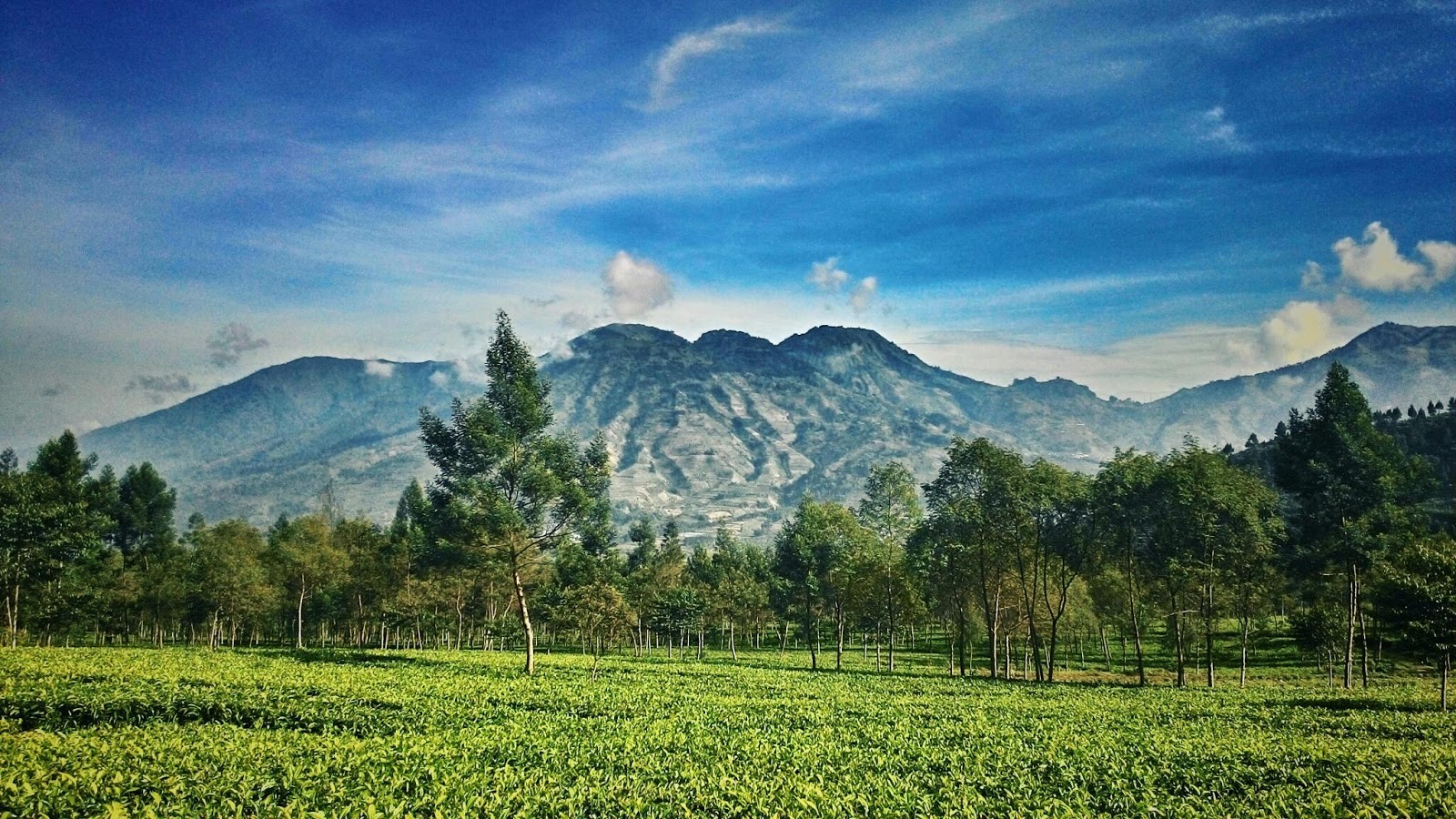 gambar pemandangan kebun teh